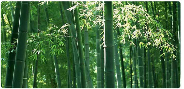 说竹，一口气了解中国的“竹文化”