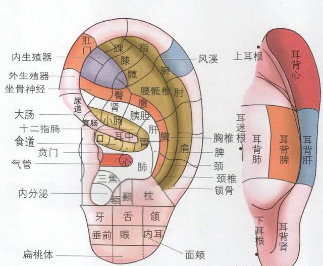 这几个被忽视的生活习惯，太养肾美容了！