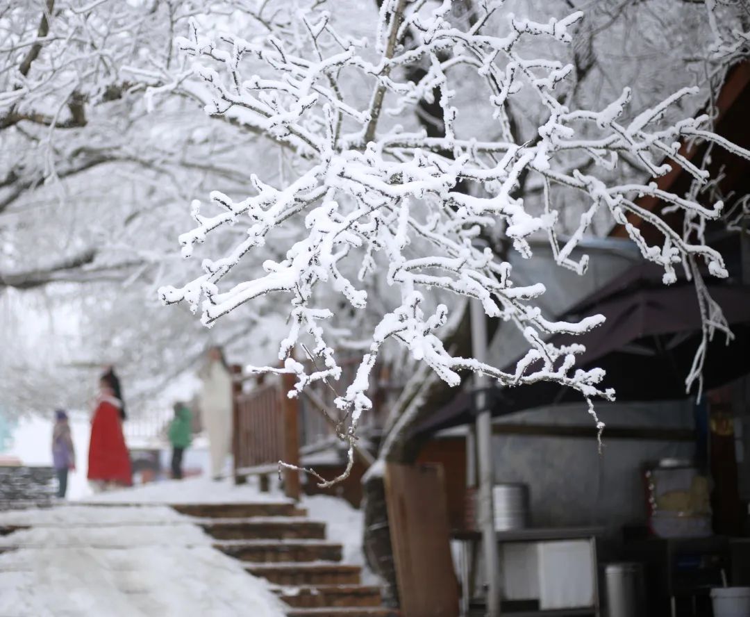 不读这些诗，怎知“春雪”有多美？