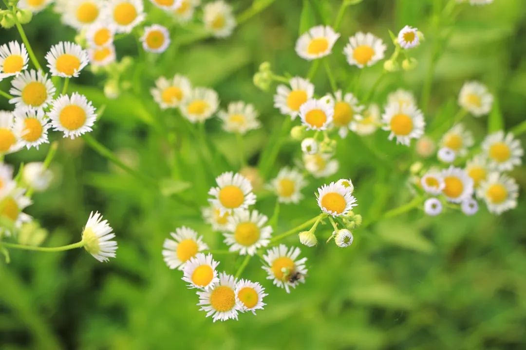 从此鲜花赠自己，自由自在自欢喜