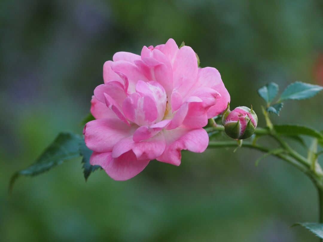 诗词丨最美人间三月三，花开花落俱欢颜