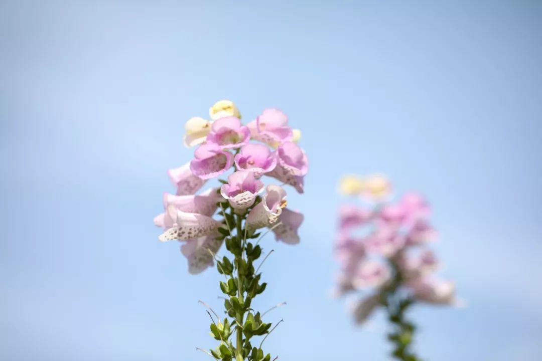 春暖花开，愿君安好