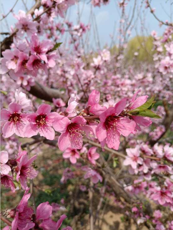 诗词：《春游》