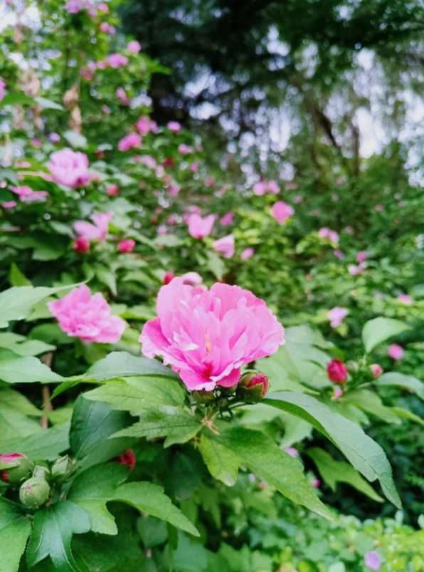 木槿花