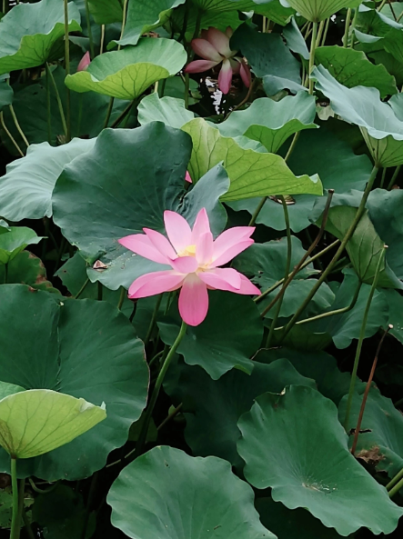 秋荷